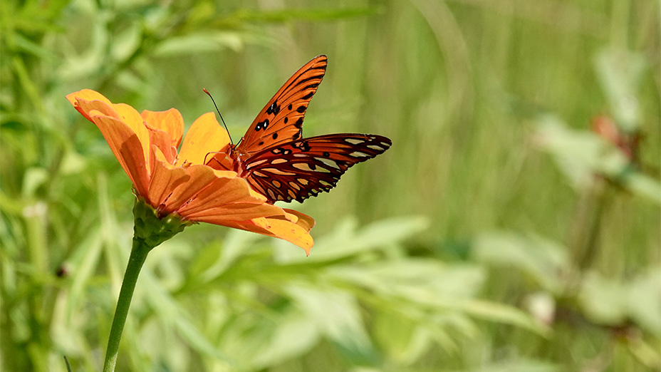 Butterfly in field